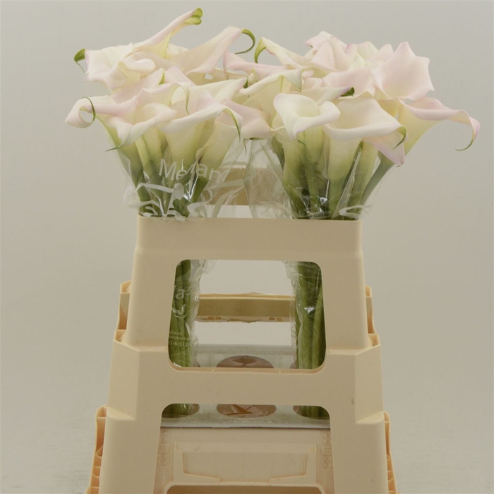 Calla Sweet Art