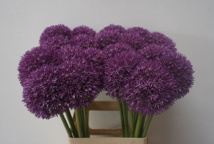 <h4>ALLIUM PINBALL WIZAR</h4>