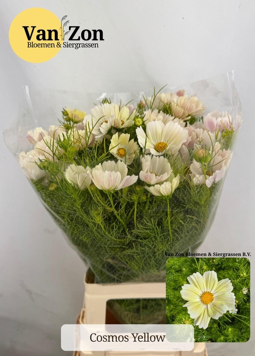 <h4>COSMOS BIPINNATUS</h4>