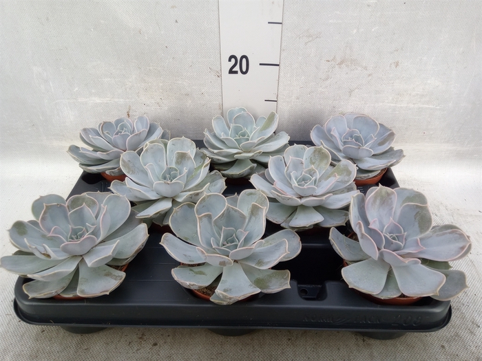 <h4>Echeveria lilacina</h4>