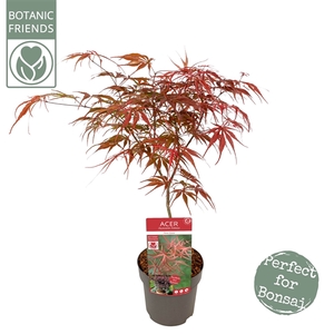Acer palm. 'Pevé Dave'