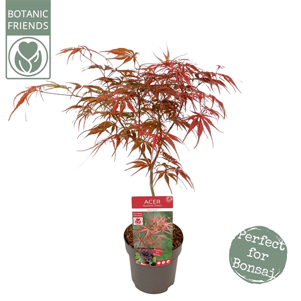 <h4>Acer palm. 'Pevé Dave'</h4>