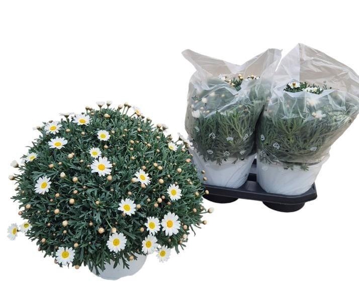 <h4>ARG STELLA 2000</h4>