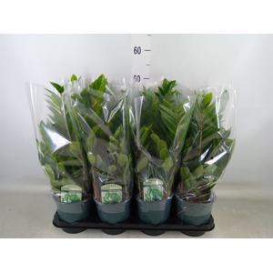 Zamioculcas zamiifolia