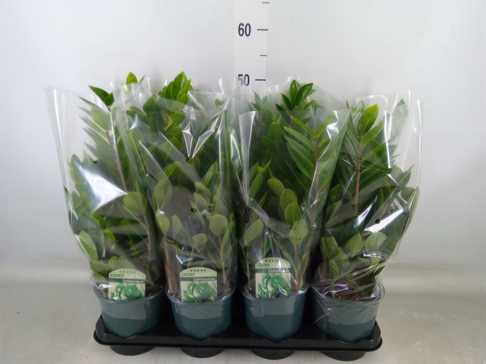 <h4>Zamioculcas zamiifolia</h4>