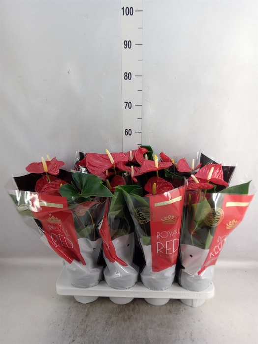 <h4>Anthurium andr. 'Michigan'</h4>