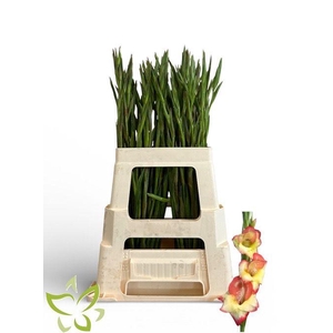 Gladiolus primulinus Las Vegas