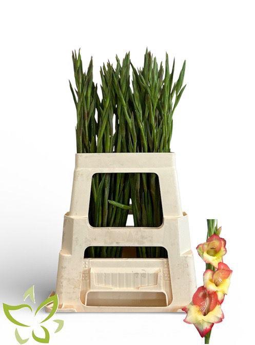 <h4>Gladiolus primulinus Las Vegas</h4>