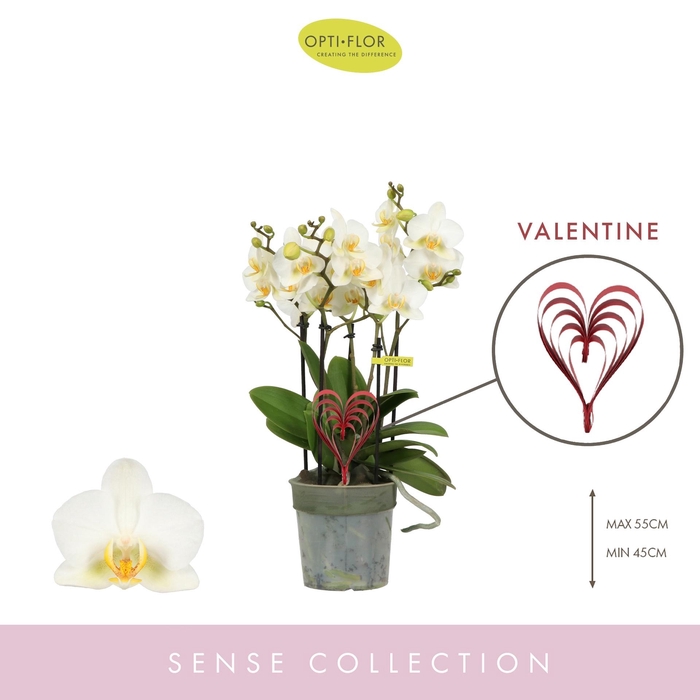 <h4>Phal Boquetto Beauty Valantine 5 Spike</h4>