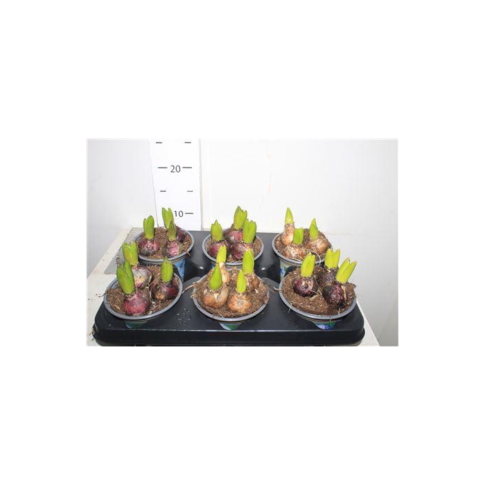 <h4>Hyacin Gem 4 Kl</h4>