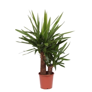 Yucca elephantipes 45-20 XL