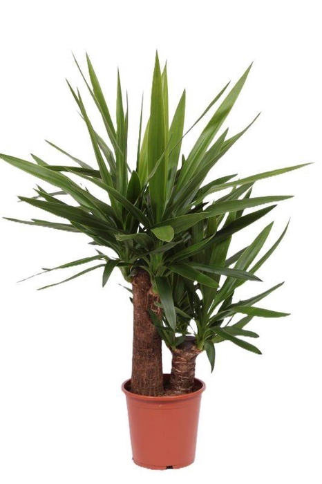 <h4>Yucca elephantipes 45-20 XL</h4>