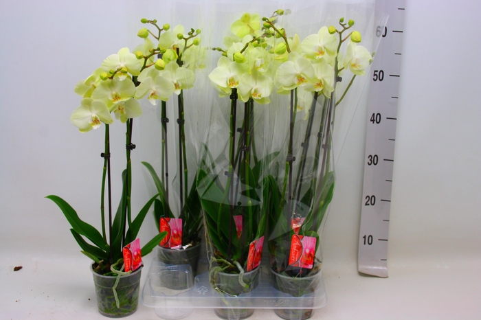 <h4>PHAL F GREEN MILE</h4>