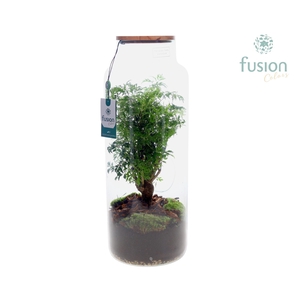 Vaas glas met Polyscais