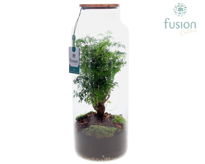 <h4>Vaas glas met Polyscais</h4>