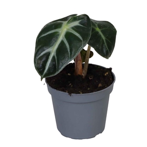 ALOCASIA BAGINDA P6 BABY