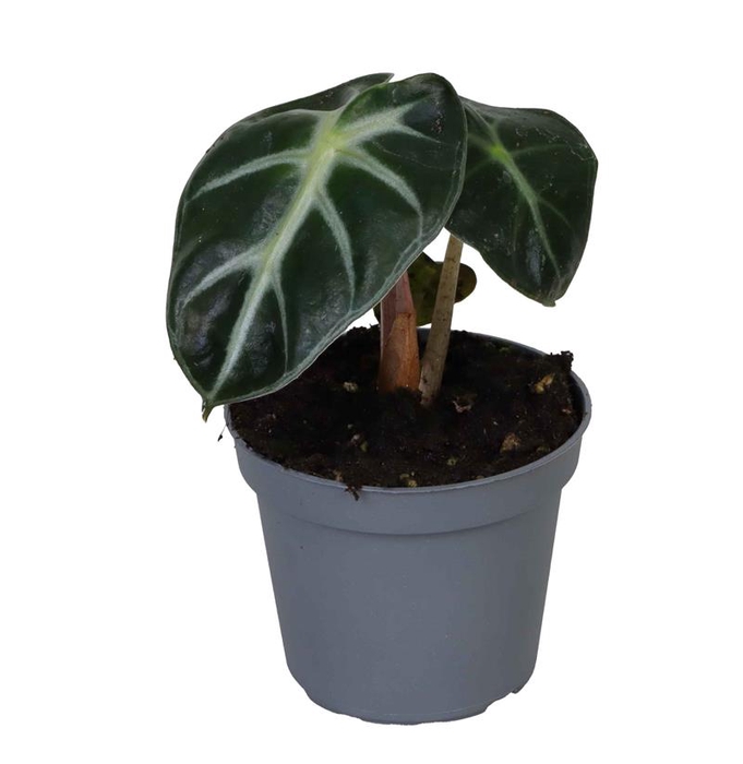 <h4>ALOCASIA BAGINDA P6 BABY</h4>