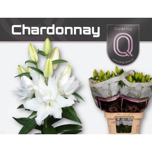 LI OR DU CHARDONNAY 4+