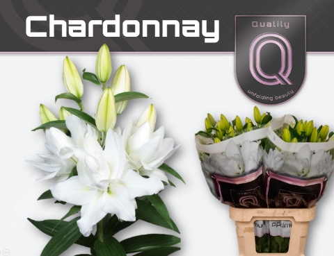 <h4>LI OR DU CHARDONNAY 5+</h4>