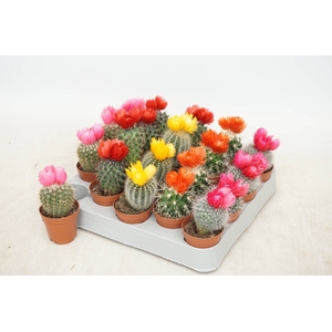 CACTUS VERSIERD