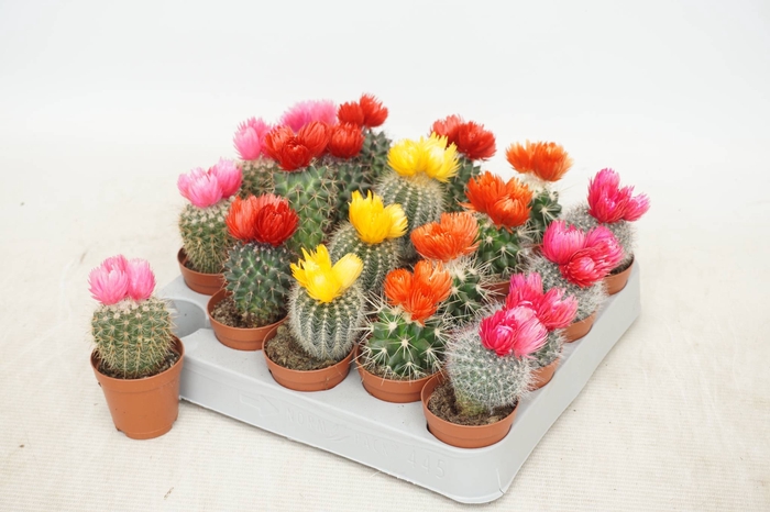 <h4>CACTUS VERSIERD</h4>
