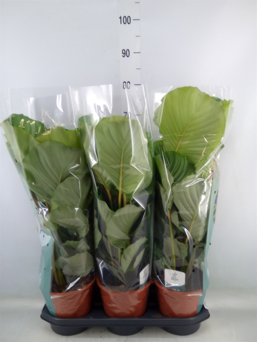 <h4>Calathea orbifolia</h4>