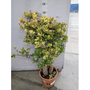 Crassula ovata 'Sunset'