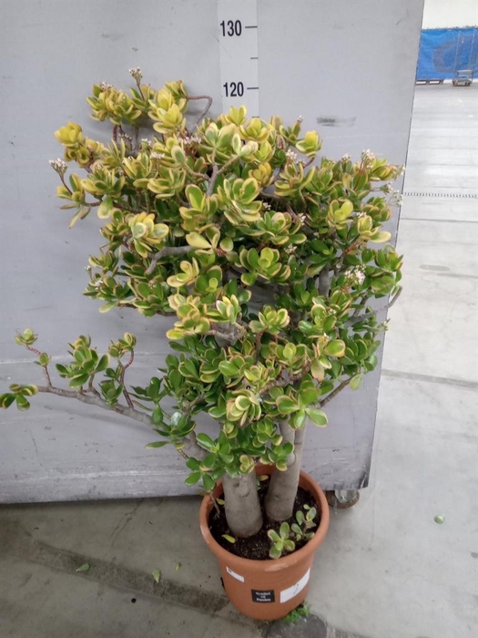 <h4>Crassula ovata 'Sunset'</h4>