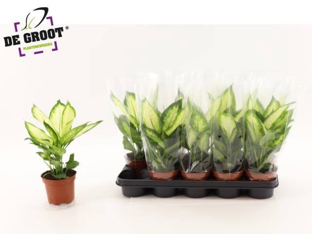 <h4>Dieff Camilla</h4>