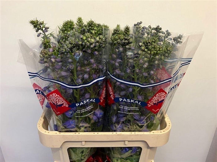 <h4>DELPH DU GUARD BLUE</h4>