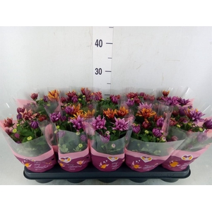 Chrysanthemum  'Artistic Jeff' .mix