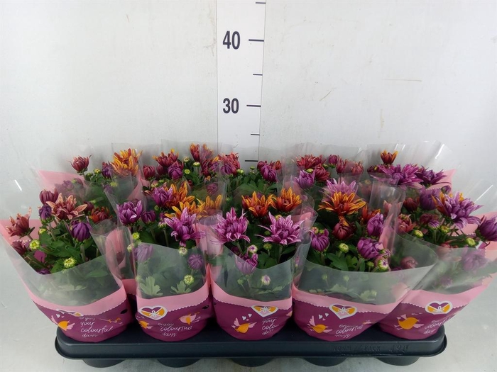 <h4>Chrysanthemum 'Artistic Jeff' .mix</h4>