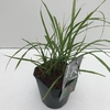 Miscanthus 'Flamingo' P17 (2ltr)