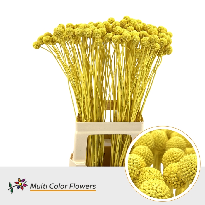 <h4>Craspedia Geel</h4>