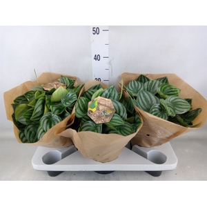 Peperomia argyreia