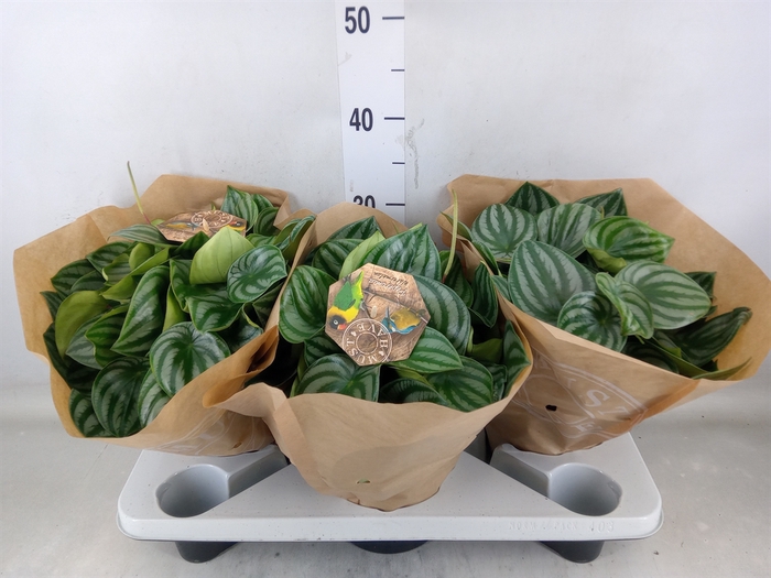<h4>Peperomia argyreia</h4>