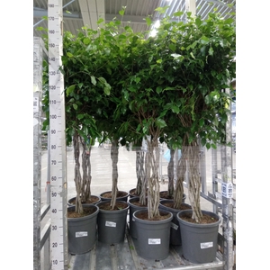 Ficus benja.   ...