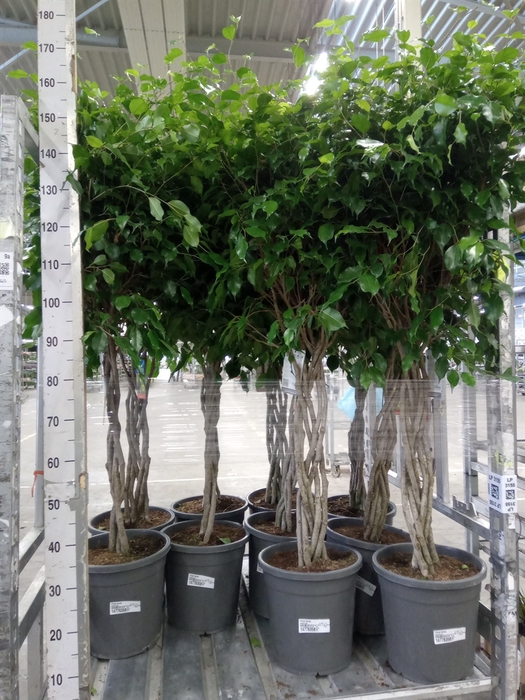 <h4>Ficus benja.   ...</h4>