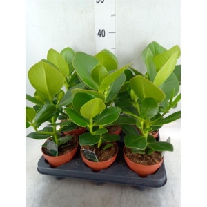 Clusia rosea 'Princess'