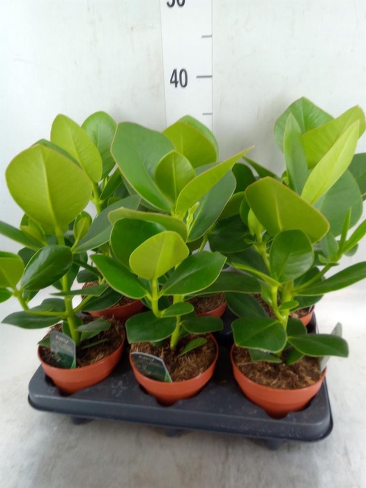 <h4>Clusia rosea 'Princess'</h4>