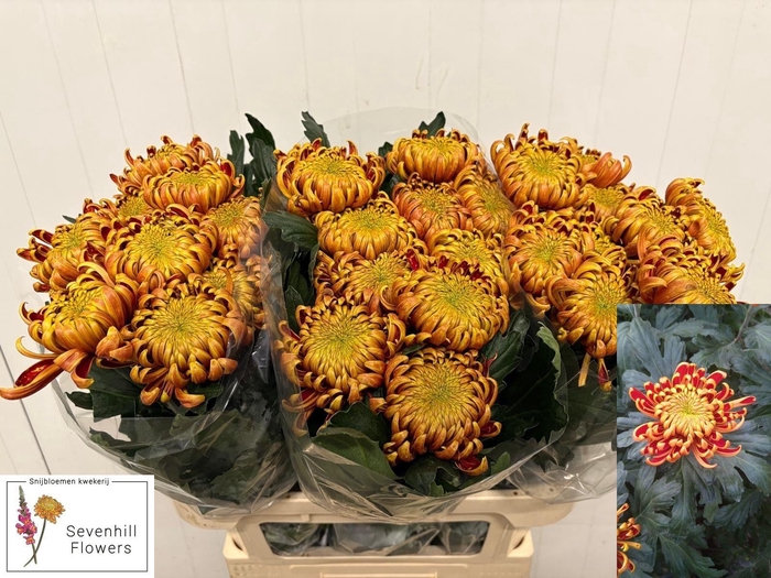 <h4>CHR G FUEGO</h4>