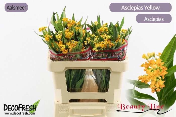 <h4>ASCL INCARNATA</h4>