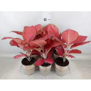 Aglaonema   ...