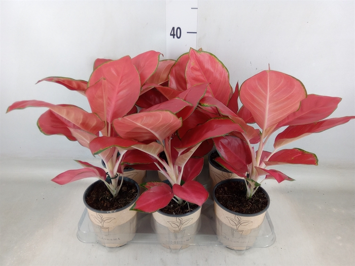 <h4>Aglaonema   ...</h4>