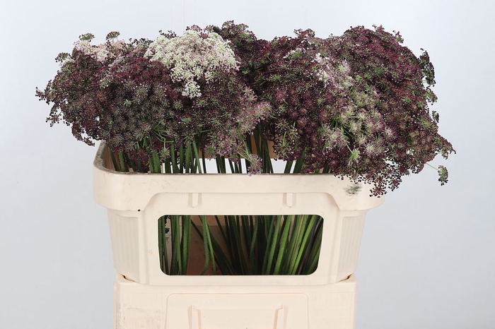 <h4>Daucus Carota Xl</h4>