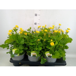 Geum coccineum 'Borisii'