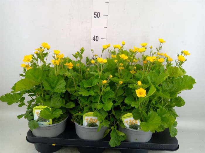 <h4>Geum coccineum 'Borisii'</h4>