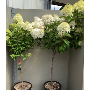 HYDR PANICULATA