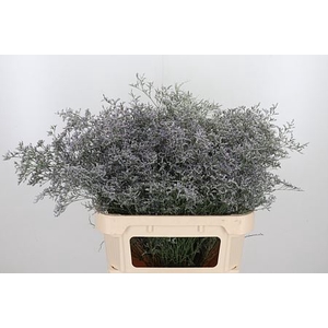 LIMONIUM BELTLAARD