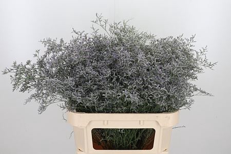<h4>LIMONIUM BELTLAARD</h4>